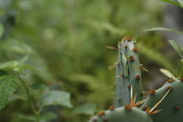仙人掌