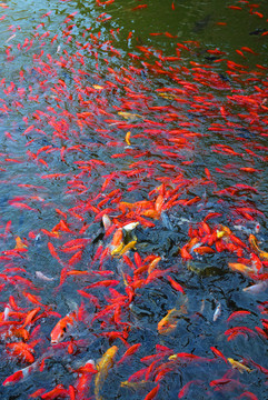 湖面上搶食的魚(yú)群