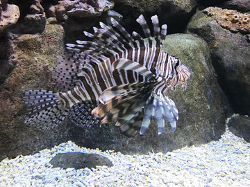 魚