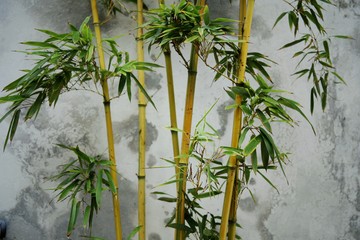竹子