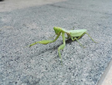 螳螂