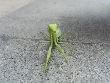 螳螂