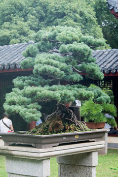 松樹盆栽