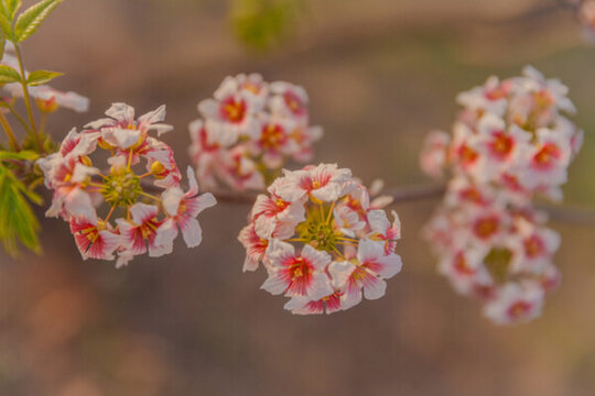 鮮花花朵花樹