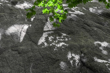 岩石绿叶光影背景62