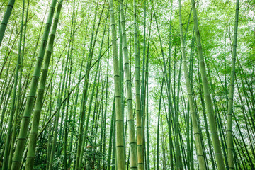 綠竹林
