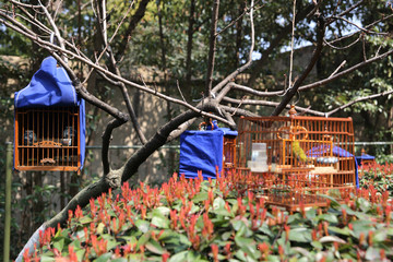 樹上鳥籠子