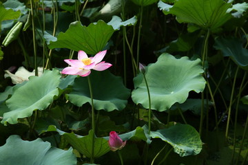 西湖荷花
