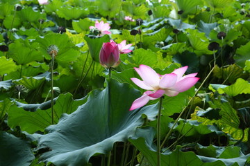 西湖荷花