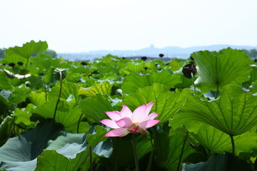 西湖荷花