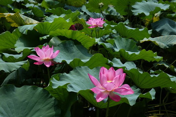 西湖荷花
