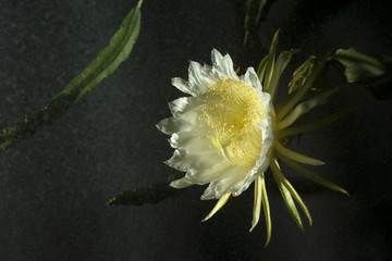 霸王花