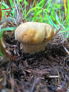 野生菌