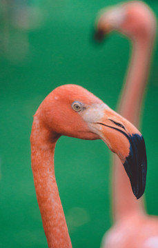 火烈鳥特寫