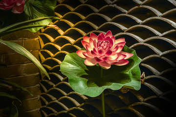 蓮花