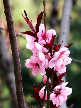 碧桃花朵