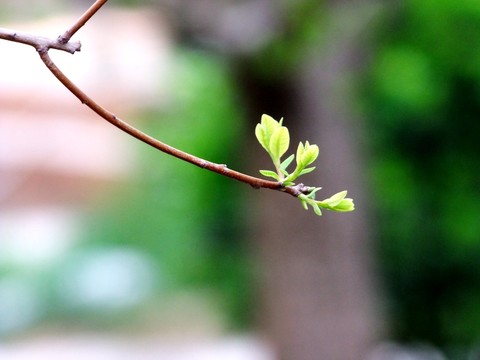 發(fā)芽枝葉