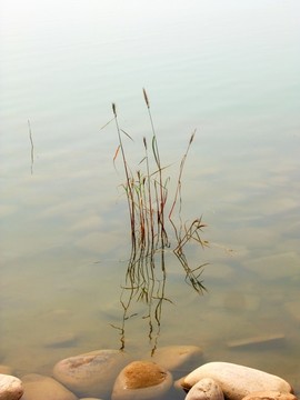 蘆葦水草