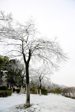 雪地樹