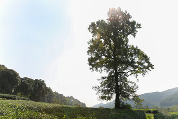茶園樹