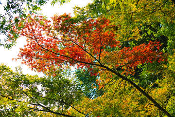 紅葉