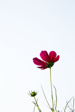 冬菊