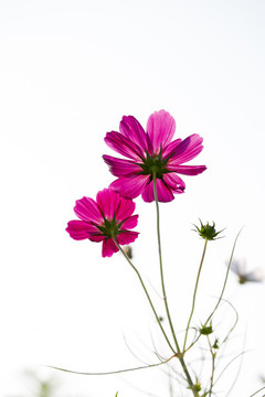 紅菊