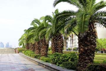 城市綠化海棗樹