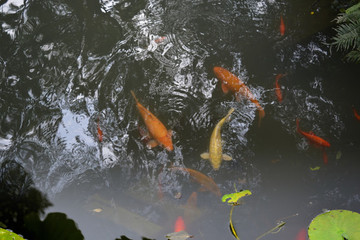 錦鯉