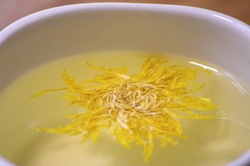 金絲皇菊