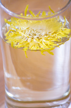 金絲皇菊