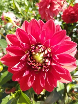 芍藥花