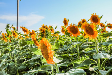 向陽花