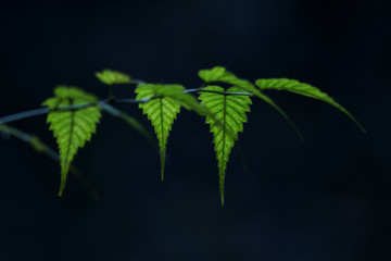 植物花卉