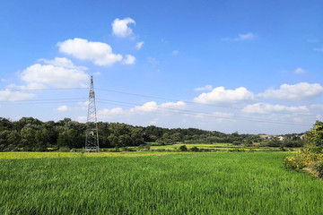 稻田稻谷