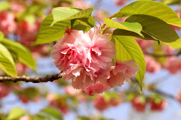 櫻花