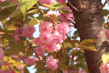 櫻花