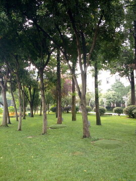 陽光樹林