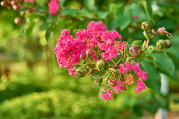 紫薇花