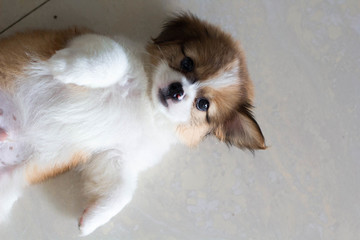 蝴蝶犬