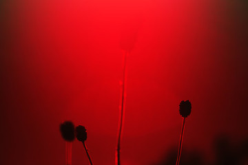 花卉藝術(shù)