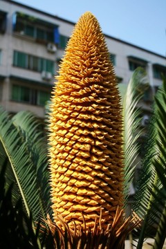 鐵樹(shù)開(kāi)花