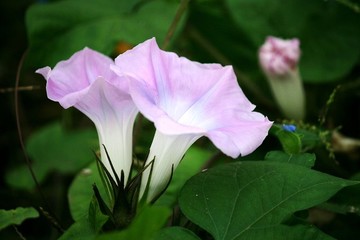 喇叭花
