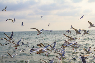 海鷗