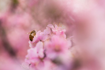 在花叢中的蜜蜂