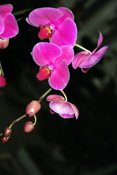 蝴蝶藍(lán)