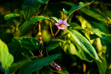 茄子花