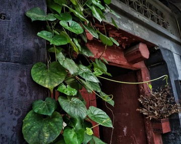 五道營胡同綠植古建
