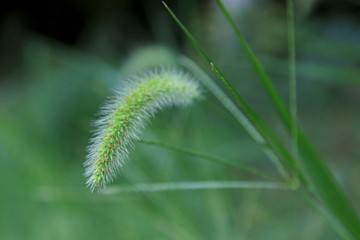 狼尾草