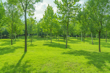 綠樹林綠草地